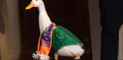 Pato Merlín llega al Estadio Ciudad de México con fuerte seguridad para México vs Chequia