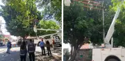 Podan árbol Laureano en CDMX para evitar incendio por descargas eléctricas