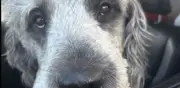 Policía de Los Ángeles mata a perro durante celebración de los Knicks