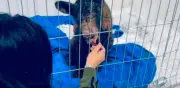 Profepa confirma muerte de osa Mina por paro cardiorrespiratorio