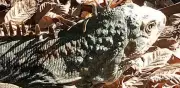 Profepa libera 19 iguanas rescatadas en Guanajuato y Michoacán