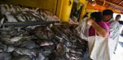 Razones para no guardar pescado en envases de plástico según estudio