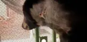 Reportan primer caso de gusano barrenador en oso negro en Nuevo León