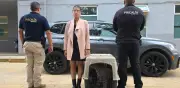 Rescatan a cachorro de jaguar oculto en camioneta en Zitácuaro, Michoacán