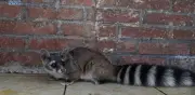 Rescatan a cacomixtle en patio de casa en Coyoacán, CDMX