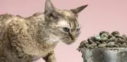 Retiran famosa marca de comida para gatos que podría afectar la salud neurológica