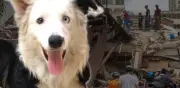 Tsunami, el perro rescatista en Venezuela que conmueve como Frida en México