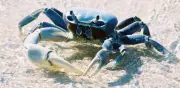 Veda de cangrejo azul en Veracruz: pescadores alertan sobre pérdida de manglares