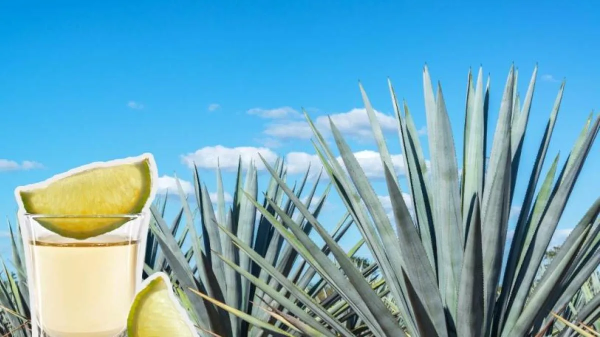 Senado aprueba por unanimidad el Día Nacional del Tequila el 24 de julio