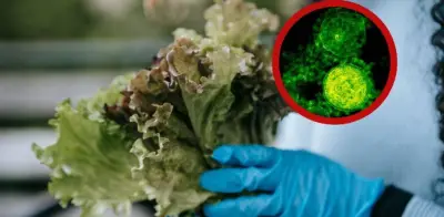 Alerta sanitaria: retiran lechuga iceberg por brote de Cyclospora; más de 1,600 casos