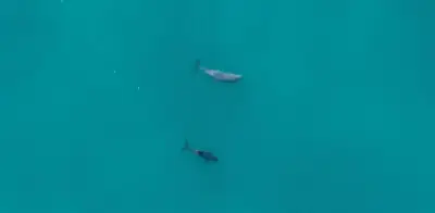 Avistan tres vaquitas marinas y registran 40 alertas acústicas en el Alto Golfo de California
