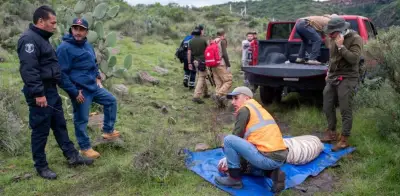 Capturan al tigre Kenzo tras cuatro días de búsqueda en Tepetlaoxtoc, Edomex