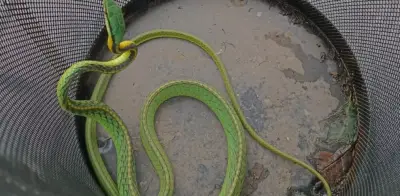 Capturan víbora dentro de vivienda en Benito Juárez, CDMX