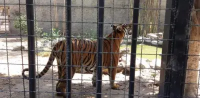 Cierre del Parque Morelos: AZCARM ofrece apoyo para reubicar a 223 animales