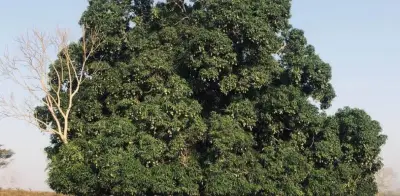 Clima y coyotes reducen 70% la producción de mango en Veracruz