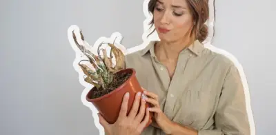 Cómo elegir la maceta adecuada para tus plantas: guía completa