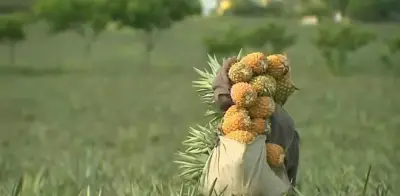 Crisis de piñeros en Veracruz: de comercial a humana