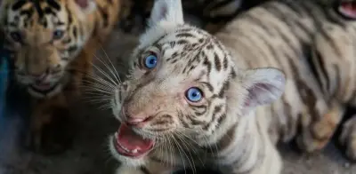 Cuba celebra nacimiento de 4 tigres de Bengala entre apagones y escasez