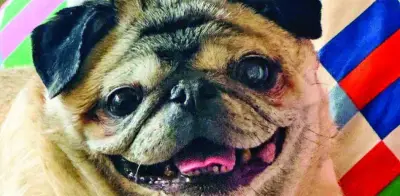 Día del Perro: Cuidados, adopción y responsabilidad como tutores