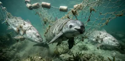 Día Internacional de la Vaquita Marina: opacidad y retrasos marcan su conservación
