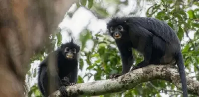 Descubren nuevo mono con labios anaranjados y rostro de máscara en África
