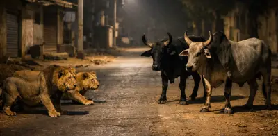 Dos toros ahuyentan a leones asiáticos en encuentro grabado en India