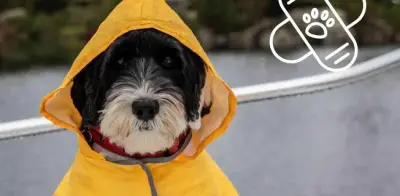 Enfermedades en perros por lluvia: cómo proteger a tu mascota