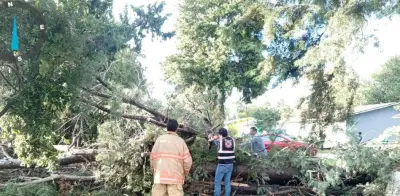 Familia sobrevive milagrosamente a caída de árbol en Durango