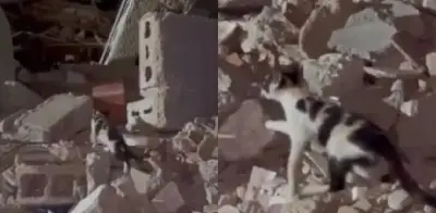 Gato busca a su familia entre escombros de terremotos en Venezuela: video viral