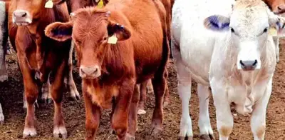 Gusano barrenador se expande a 28 estados; urgen medidas de contención