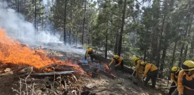 Incendio en Sierra de San Pedro Mártir consume 40 hectáreas; control al 40%