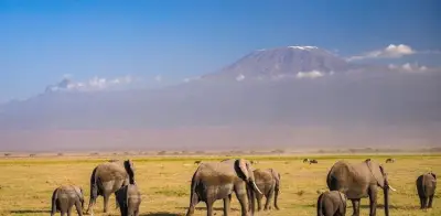 Kenia investiga muerte de 15 elefantes en Amboseli por posible intoxicación