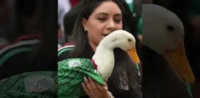 Ley Merlín en CDMX: así protegería al pato mundialista y otros animales