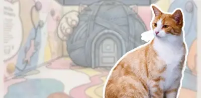 Museo del Gato CDMX: apertura 8 de agosto, boletos desde 350 pesos