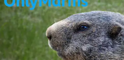 OnlyMarms: el OnlyFans de marmotas que financia ciencia