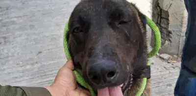 Perro pierde cola tras ataque con machete en Apodaca, Nuevo León