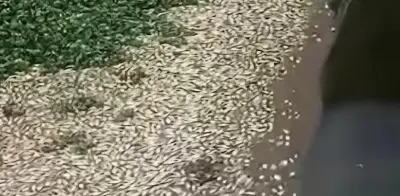 Piden investigar mortandad de peces en presa El Batán de Querétaro