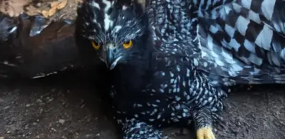Primer registro de Águila Tirana en la Sierra Gorda de Querétaro