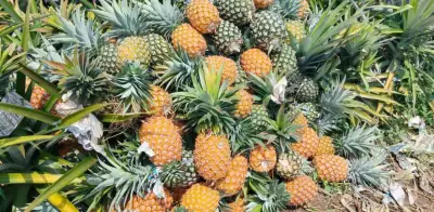 Productores de piña en Veracruz piden apoyo urgente ante crisis que amenaza cosecha