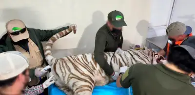 Profepa confirma muerte de tigre Kenzo por disparos durante rescate en Edomex