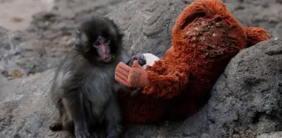 Punch cumple un año: el macaco viral celebra su primer cumpleaños en Japón