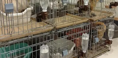 Rescatan con vida a 25 gatos en centro comercial dañado por sismo en Japón