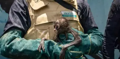 Rescatan mono araña en estado crítico en Michoacán; detienen a su captor