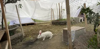 Salvan a 23 conejos de laboratorio del IPN; vivirán en santuario