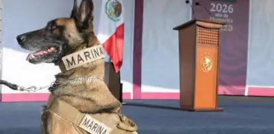 Semar reconoce labor de binomios caninos en el Día Mundial del Perro
