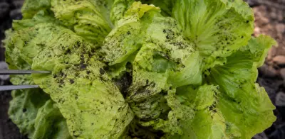 Taylor Farms ligada a brote de Cyclospora en Taco Bell, según WSJ