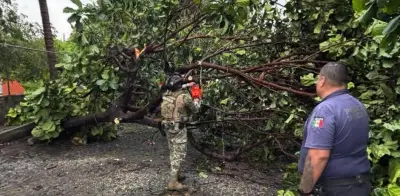 Tormenta en Colima deja 20 árboles caídos y dos accidentes viales