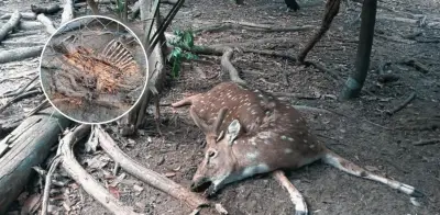 YUMKÁ: denuncian muerte de decenas de animales por negligencia en Tabasco