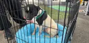 15 michis y lomitos rescatados por policía capitalina encuentran hogar en jornada de adopción