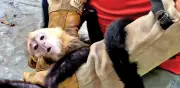 Abuso animal en Tabasco: Zoológico YUMKÁ acumula denuncias de muerte y fuga de primates